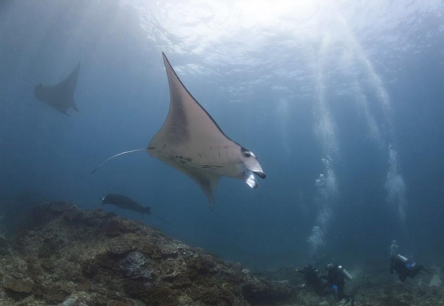 Picture of Dive with Manta Rays, attraction