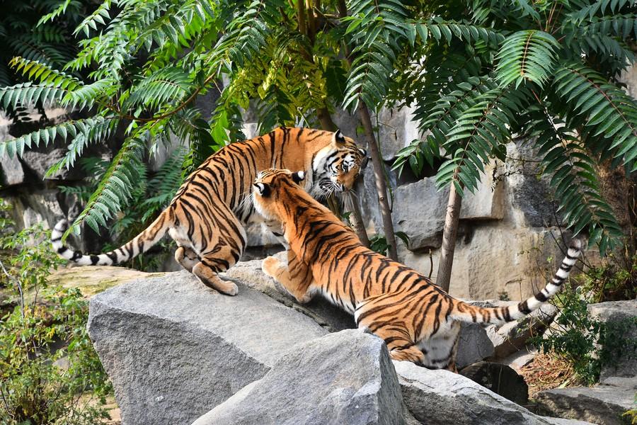 Picture of Singapore Zoo, attraction