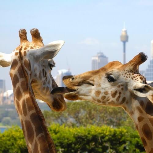 Picture of Taronga Zoo, attraction