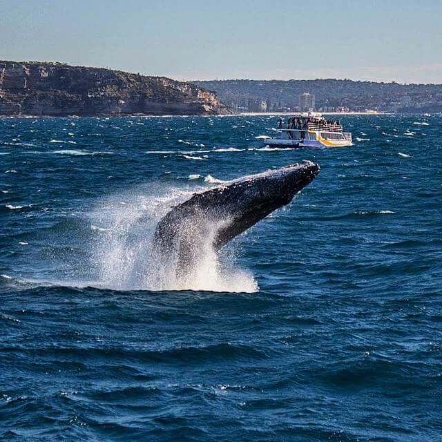 Picture of Whale watching, attraction